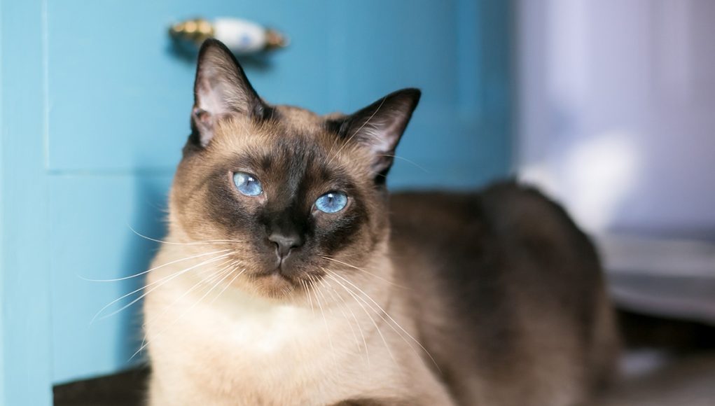 comportements montrent bien votre chat qui est le maître de votre maison