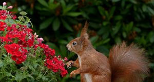 Animal en E : les animaux commençant par la lettre e Écureuil animal commençant par le lettre e