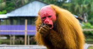 Animal en U : les animaux commençant par la lettre u Animal en U : Les animaux commençant par la lettre U