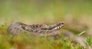 Animal en V : Les animaux commençant par la lettre V Animal en V : Les animaux commençant par la lettre V