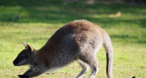Animal en W : Les animaux commençant par la lettre W Animal en W : Les animaux commençant par la lettre W