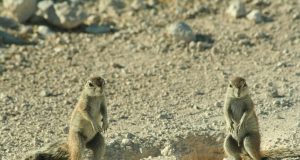 Animal en X : Les animaux commençant par la lettre X Animal en X : Les animaux commençant par la lettre X