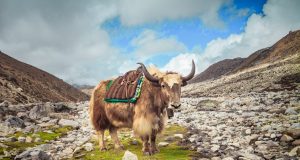 Animal en Y : Les animaux commençant par la lettre Y Animal en Y : Les animaux commençant par la lettre Y