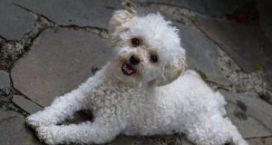 Le Caniche : Caractère et alimentation de la race