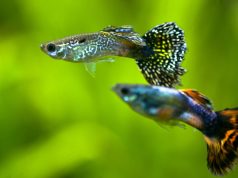 Les micro poissons : Tout savoir sur ces petits poissons