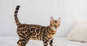 Le Bengal : Caractère et alimentation de la race Bengal race de chat