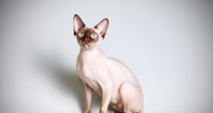 Le Sphynx : Caractère et alimentation de la race Sphynx race de chat