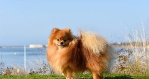 Le Spitz Nain ou Loulou de Poméranie : Caractère et alimentation de la race Le Spitz Nain ou Loulou de Poméranie