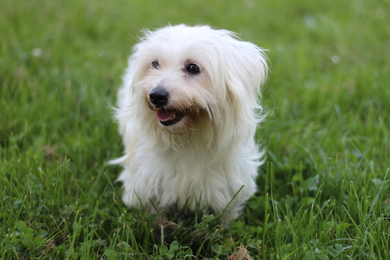 race de chien Coton de Tuléar
