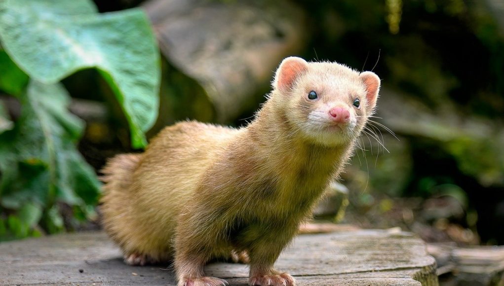furet