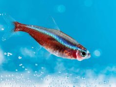 Le Tétra cardinalis : Tout savoir sur ces petits poissons Tétra cardinalis