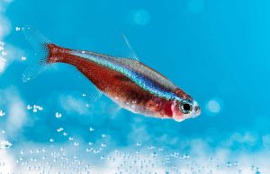 Le Tétra cardinalis : Tout savoir sur ces petits poissons Tétra cardinalis