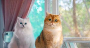 Adopter un chat : Mâle ou femelle, comment choisir et quoi savoir ? Adopter un chat mâle ou femelle