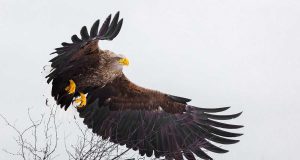 Animal en A : les animaux commençant par la lettre a animaux commençant par la lettre a