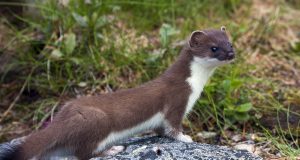 Animal en B : les animaux commençant par la lettre b animal commençant par la lettre b