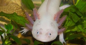 Découverte de l’Axolotl : Un amphibien fascinant Axolotl