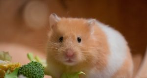 Les différentes races ou espèces de hamsters différentes races ou espèces de hamsters