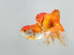 Le poisson rouge : Tout savoir sur ce poisson Le poisson rouge