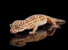 12 meilleurs lézards domestiques pour débuter avec photos meilleurs lézards domestiques pour débuter avec photos