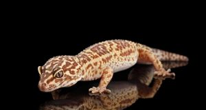 12 meilleurs lézards domestiques pour débuter avec photos meilleurs lézards domestiques pour débuter avec photos