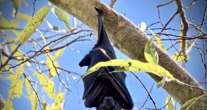 Animal en C : les animaux commençant par la lettre c animal commençant lettre c