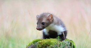 Animal en F : les animaux commençant par la lettre f animaux commençant par la lettre f