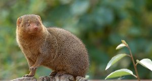 Animal en M : les animaux commençant par la lettre m