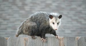 Animal en O : les animaux commençant par la lettre o