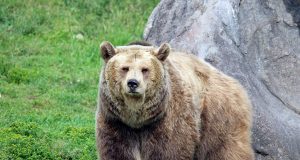 Animal en G : les animaux commençant par la lettre g