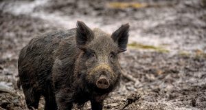 Animal en S : les animaux commençant par la lettre s animaux commençant par la lettre s