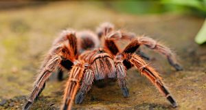 Animal en T : les animaux commençant par la lettre t Animal en T lettre t