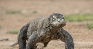 Animal en D : les animaux commençant par la lettre d animaux commençant par la lettre d