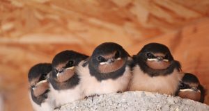 Animal en H : les animaux commençant par la lettre h animaux commençant par la lettre h