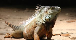 Animal en I : les animaux commençant par la lettre i