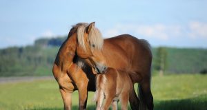 Animal en J : les animaux commençant par la lettre j