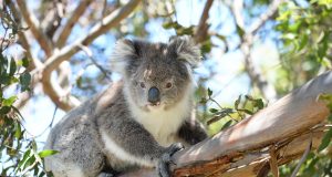 Animal en K : les animaux commençant par la lettre k