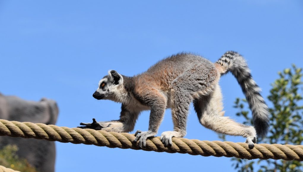animaux commençant par la lettre l