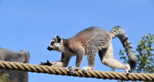 Animal en L : les animaux commençant par la lettre l animaux commençant par la lettre l