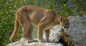 Animal en P : les animaux commençant par la lettre p