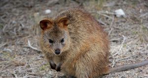 Animal en Q : les animaux commençant par la lettre q