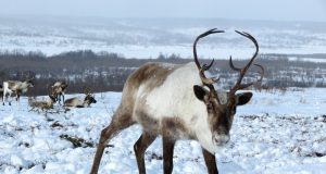 Animal en R : les animaux commençant par la lettre r