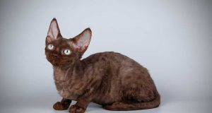 Le Devon Rex : Caractère et alimentation de la race race de chat Devon Rex