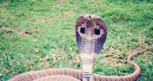 Quelles sont les différences entre un Naja et un Cobra ? différences entre un Naja et un Cobra