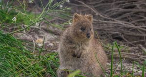 Le Quokka, l’animal le plus souriant du monde Quokka