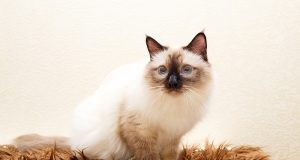 Le Sacré de Birmanie : Caractère et alimentation de la race Sacré de Birmanie