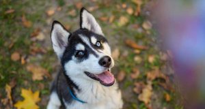 Alaskan Klee Kai : Caractère et alimentation de la race Alaskan Klee Kai