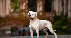 Bouledogue Américain : Caractère et alimentation de la race Bouledogue Américain