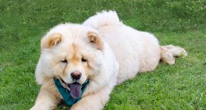 Chow-chow : Caractère et alimentation de la race Chow-chow