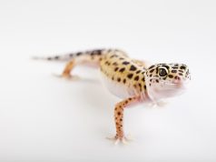 Gecko Léopard : Le guide ultime pour les débutants Gecko Léopard