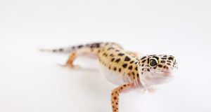 Gecko Léopard : Le guide ultime pour les débutants Gecko Léopard